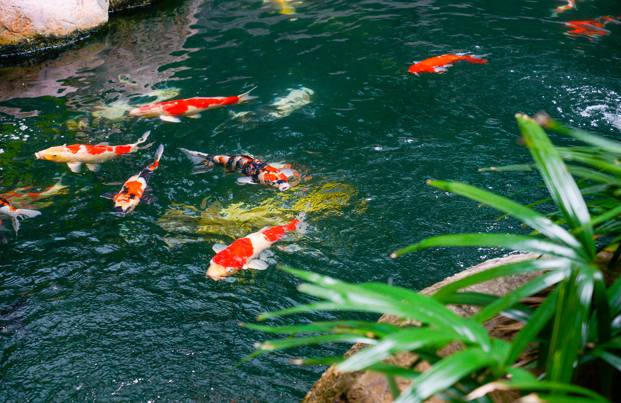 How much are koi fish?