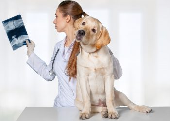 Why Are Dog X-Rays So Expensive?