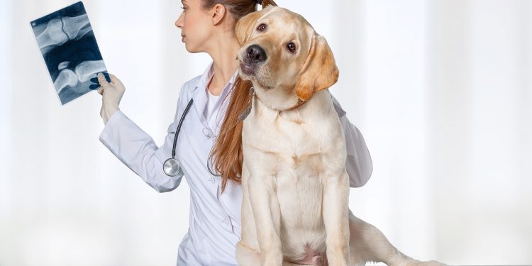 Why Are Dog X-Rays So Expensive?