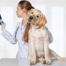 Why Are Dog X-Rays So Expensive?