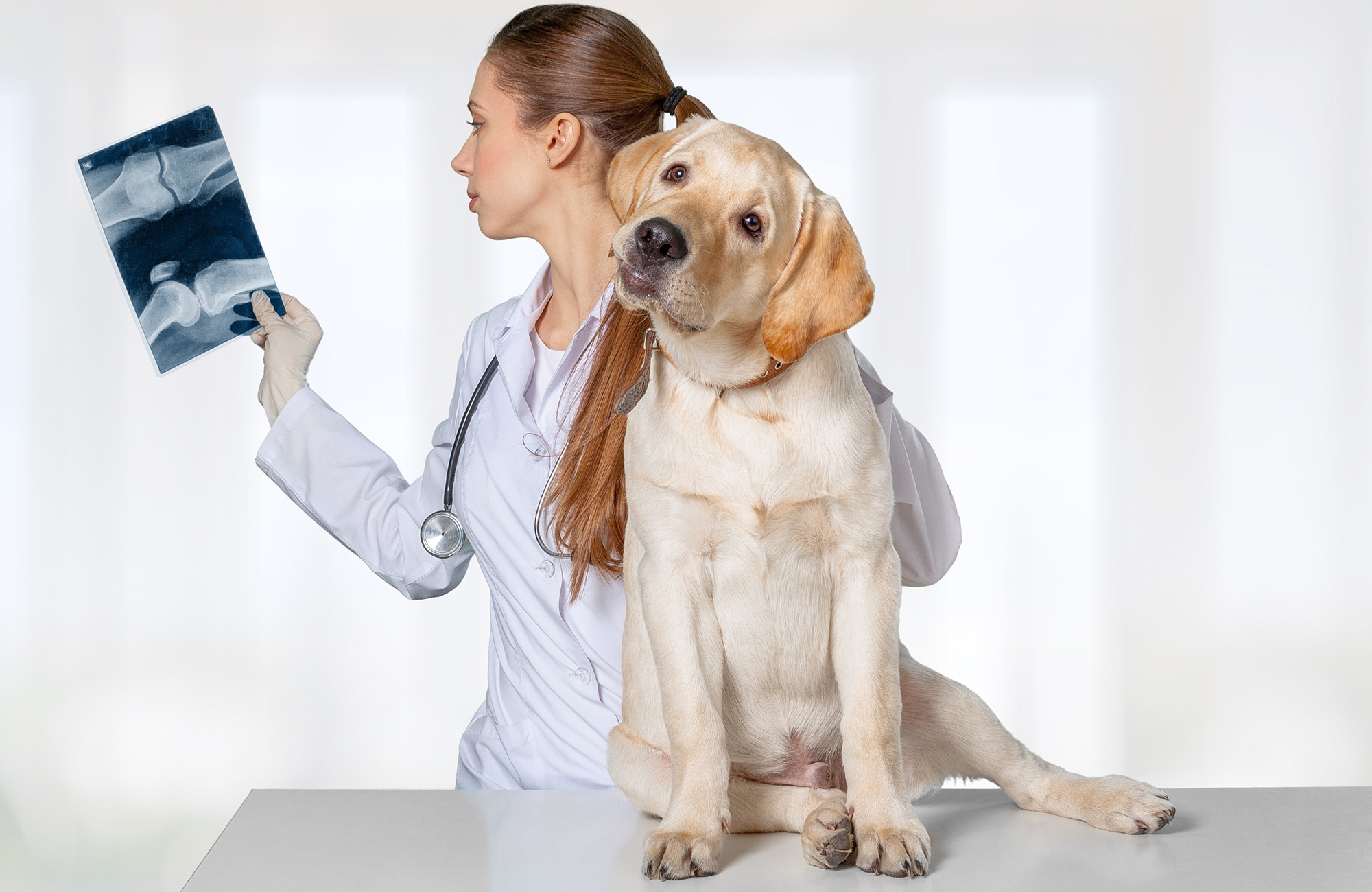 Why Are Dog X Rays So Expensive YoyiPet