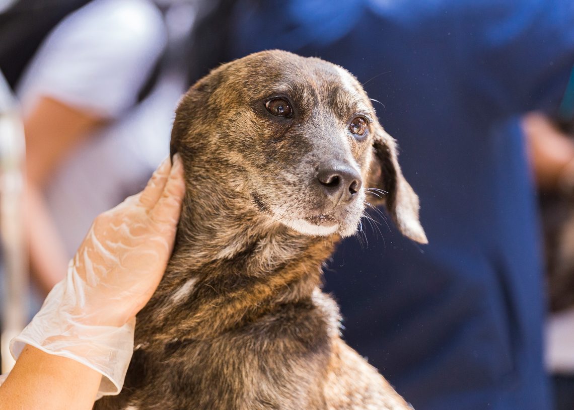 Dog Vs. Human YoyiPet