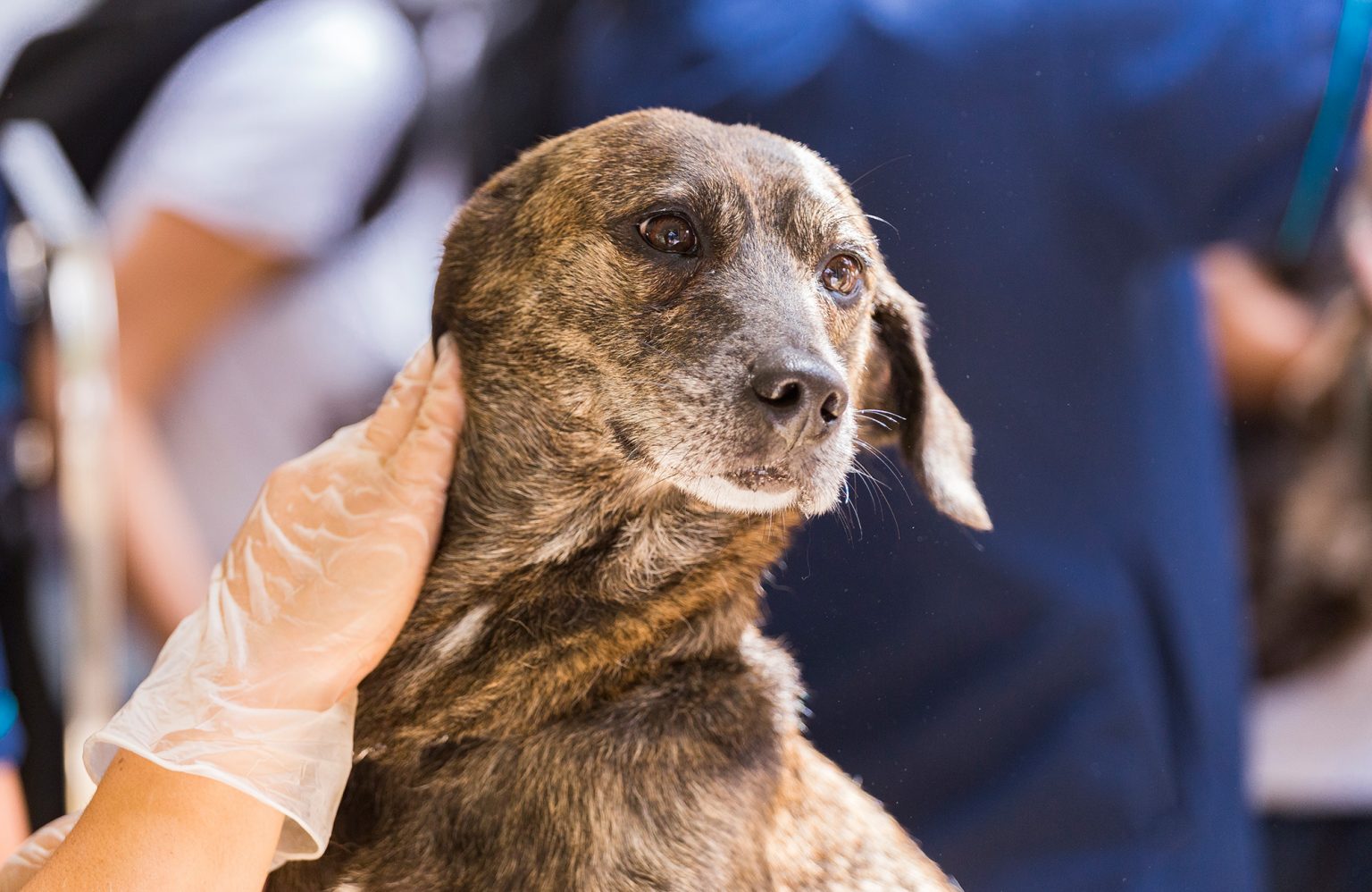 Understanding Skin Cancer & Cancers In Dogs YoyiPet