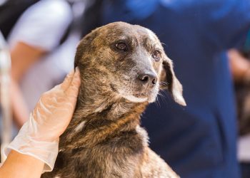 Understanding Skin Cancer & Cancers in Dogs