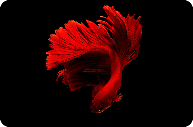 How Often Should I Feed Beta Fish Flakes