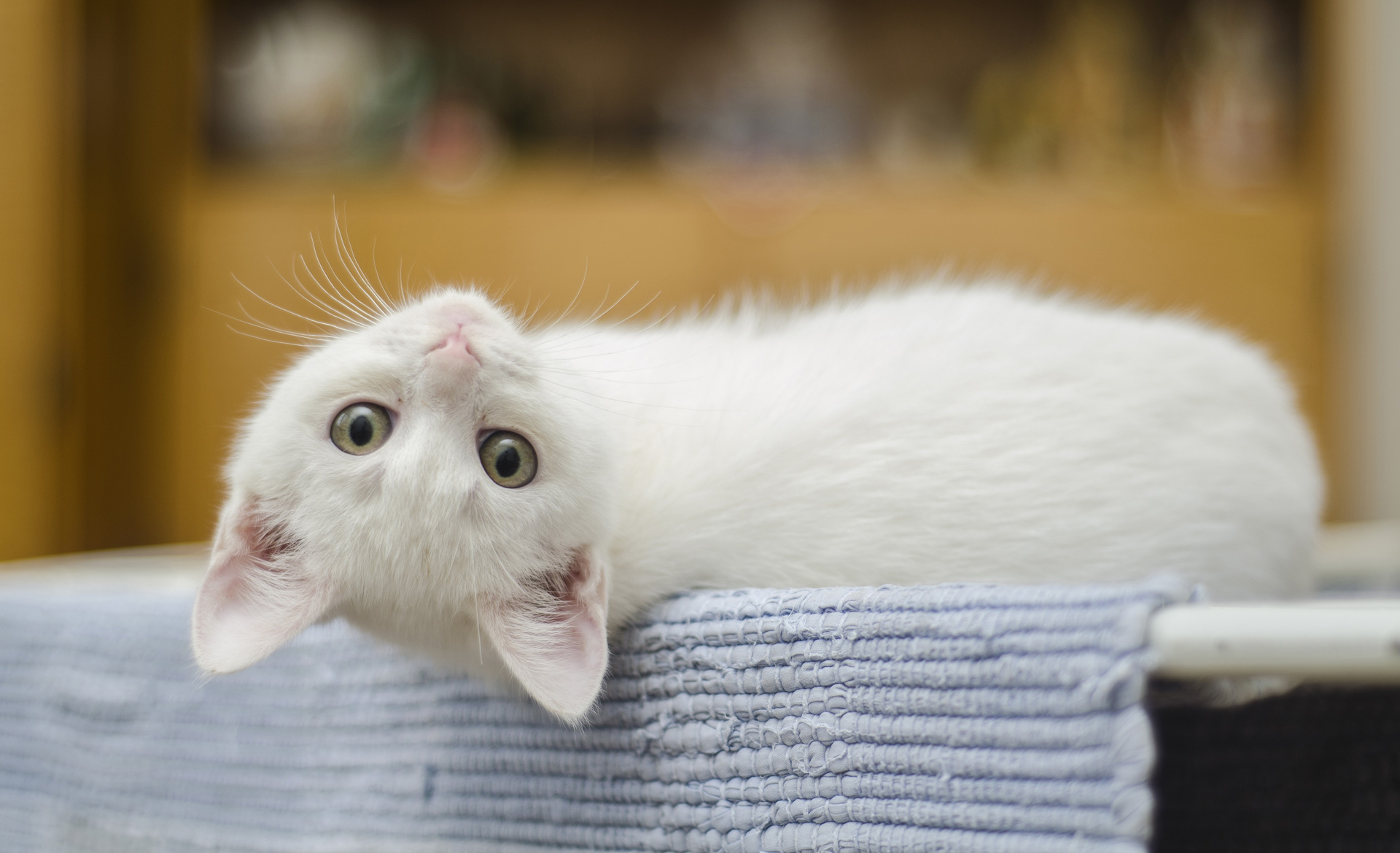 Albino Cat Vs. White Cat