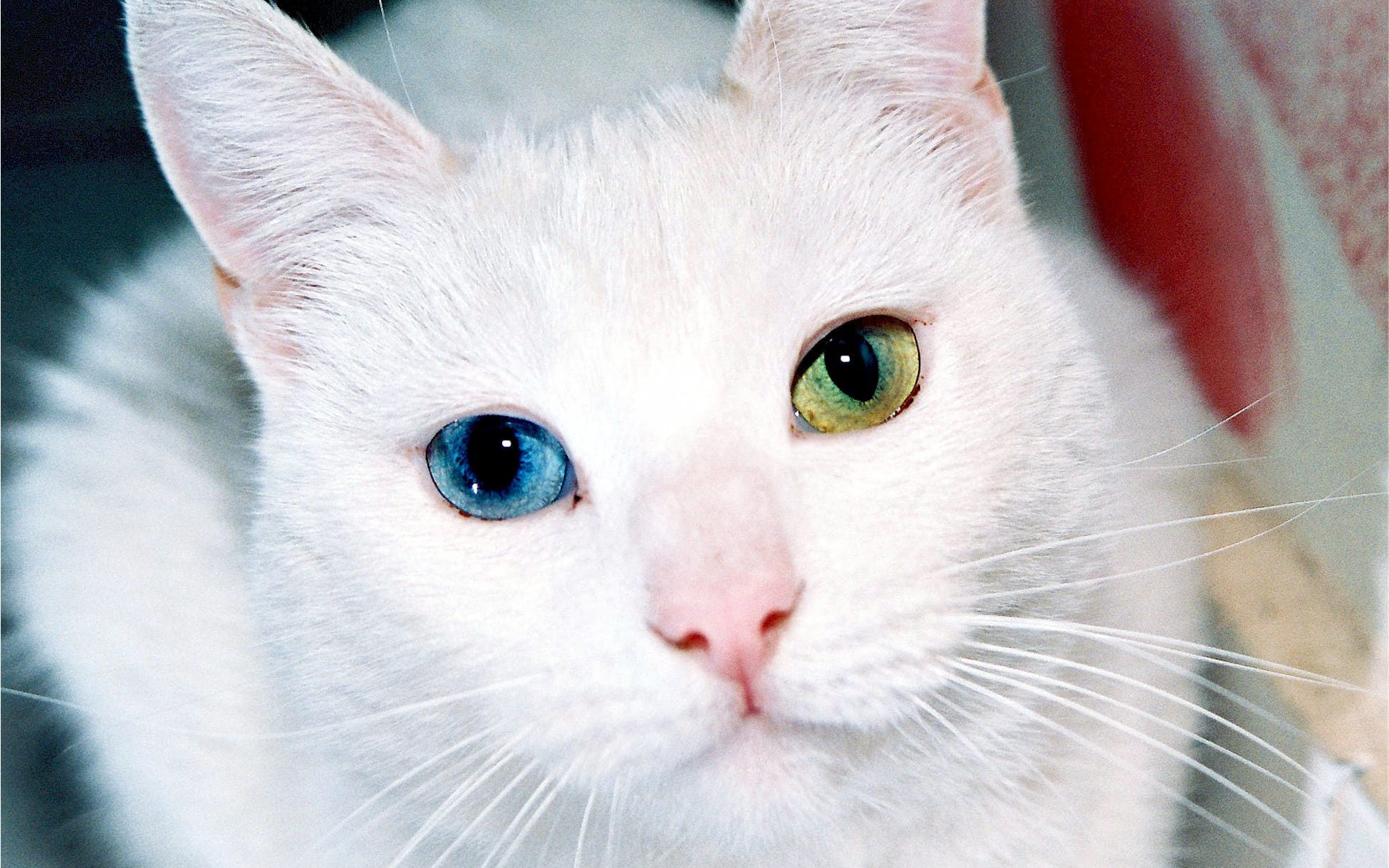 Are White Cats with Blue Eyes Deaf？
