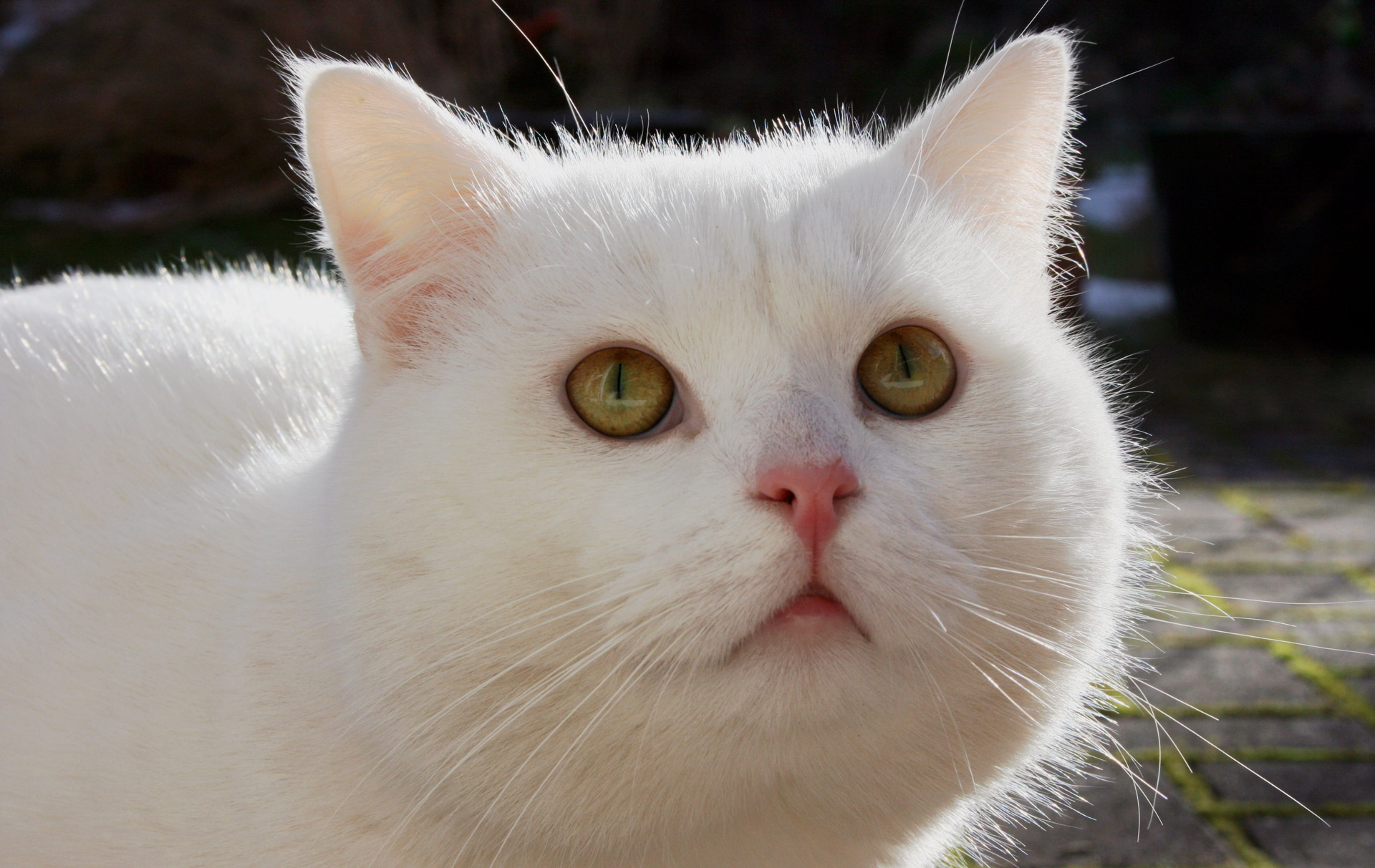 How Many Whiskers Does A White Cat Have?