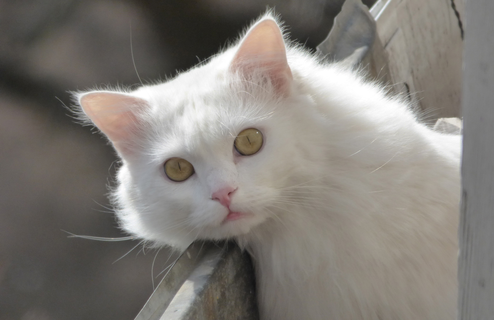What Does It Mean To See A White Cat？
