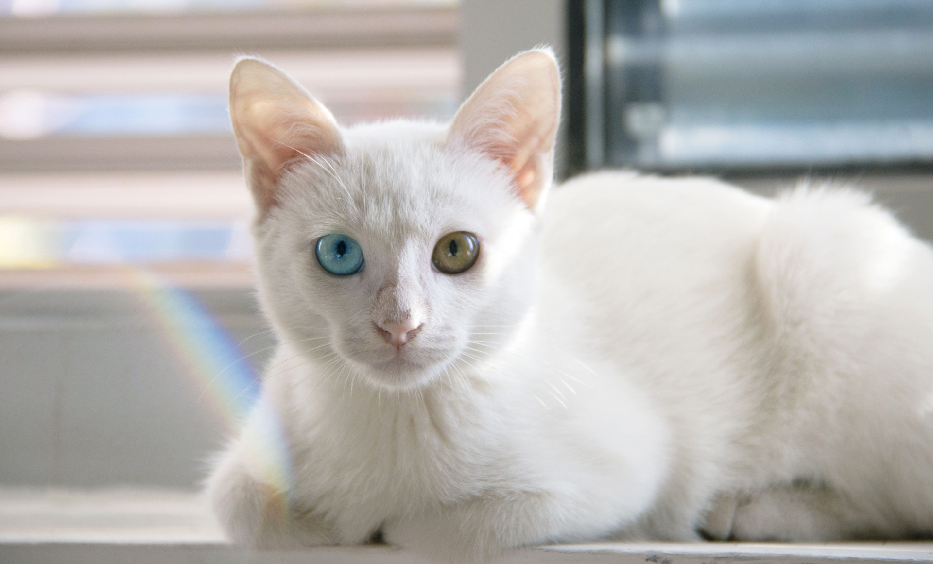 What Does It Mean When You Dream About A White Cat?