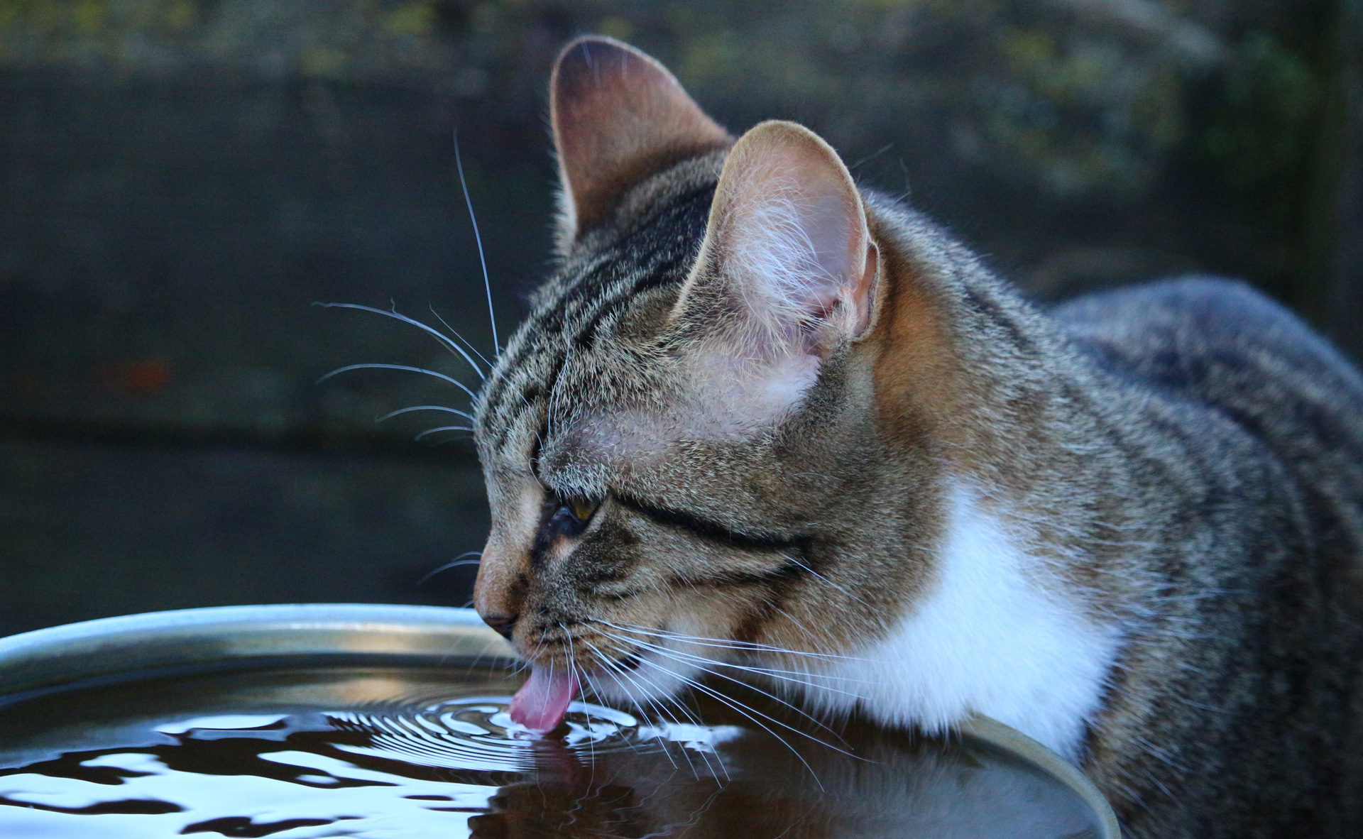 Why is my cat drinking so much water?