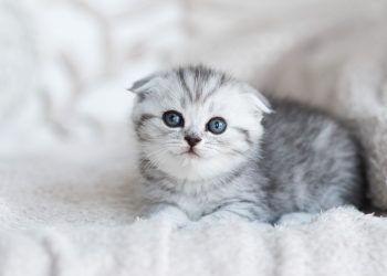 How to stop cat from peeing on carpet?