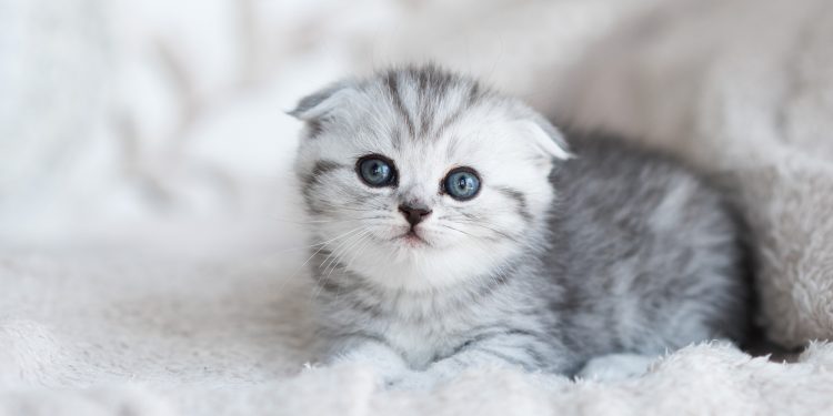 How to stop cat from peeing on carpet?