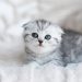 How to stop cat from peeing on carpet?