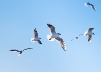 Is it good luck when a bird poops on you?