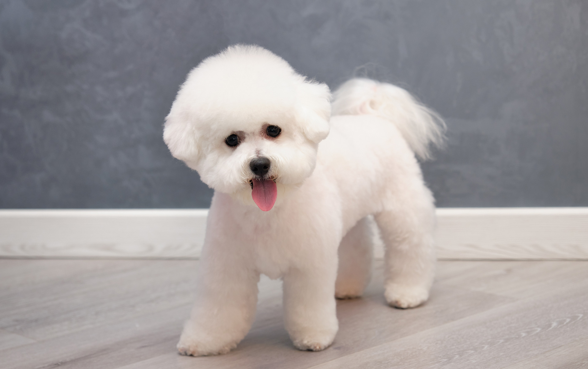 The 6 Worst Poodle Mixes