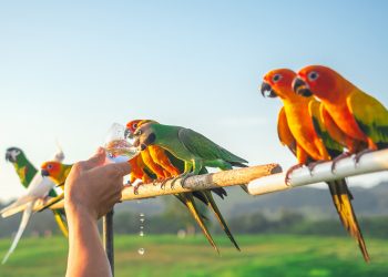 Can pet birds drink well water