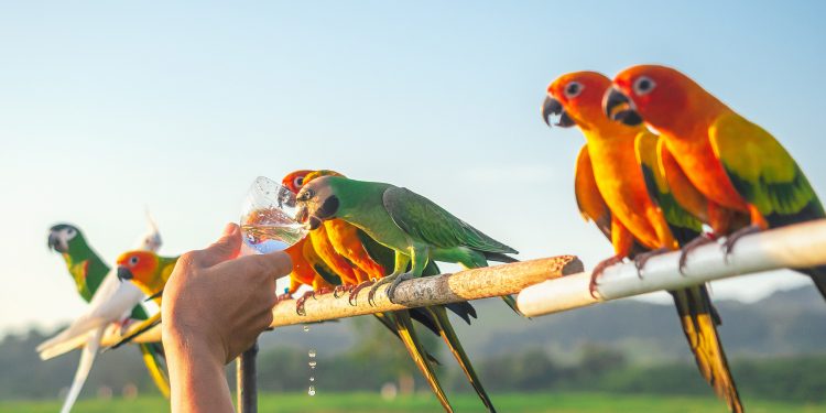 Can pet birds drink well water