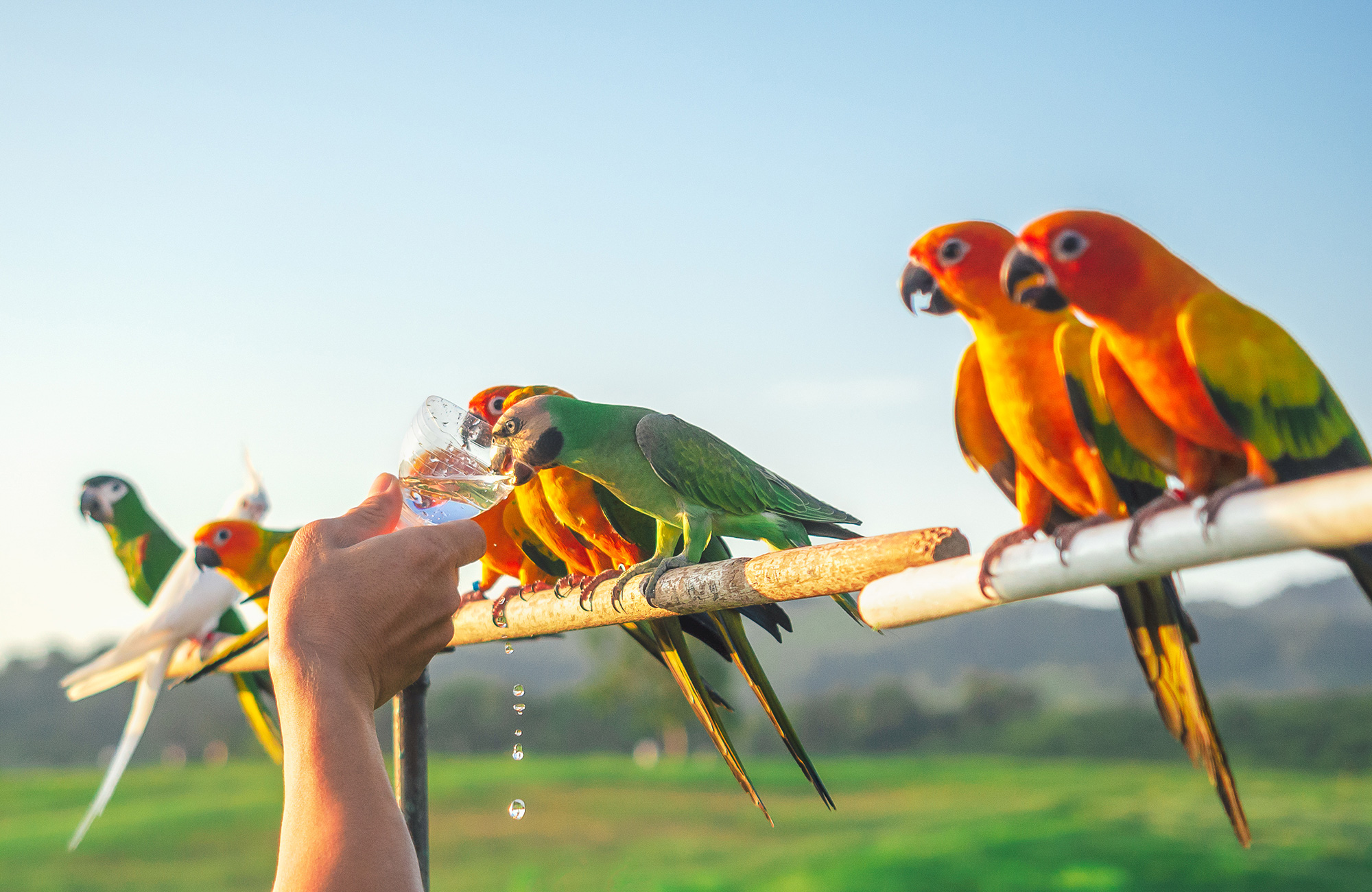 Can pet birds drink well water