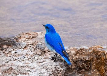 What is Nevada's state bird