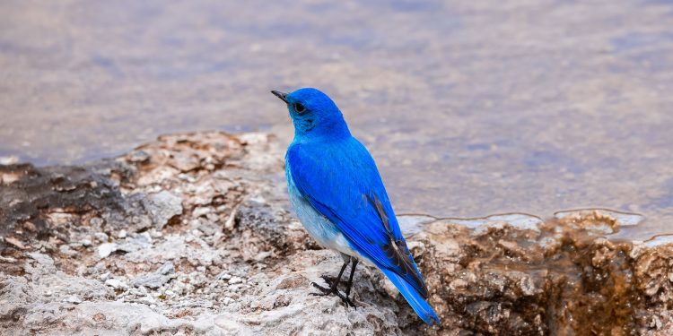 What is Nevada's state bird