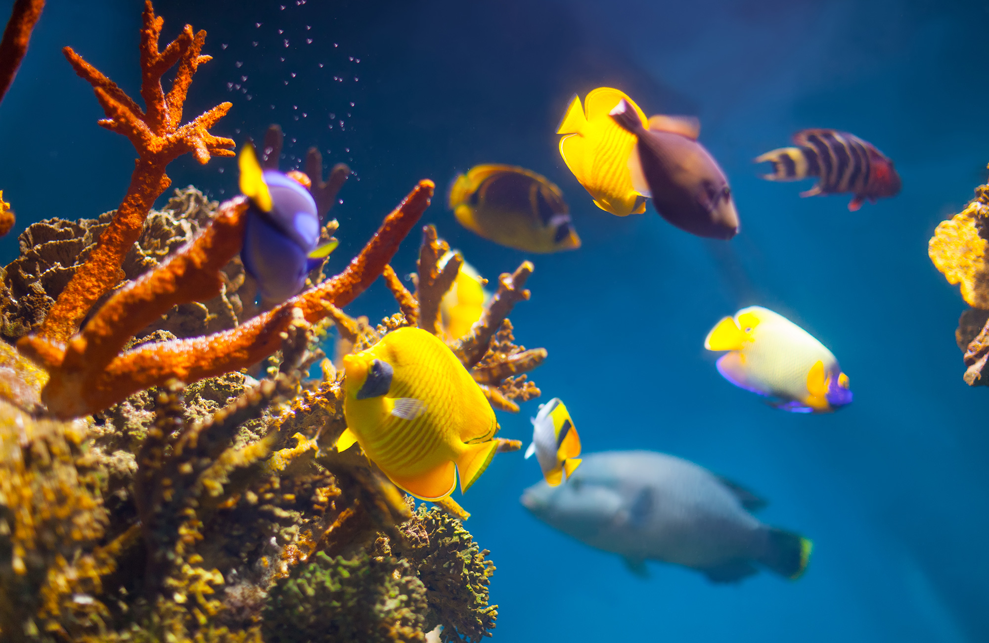 How many fish are in the ocean