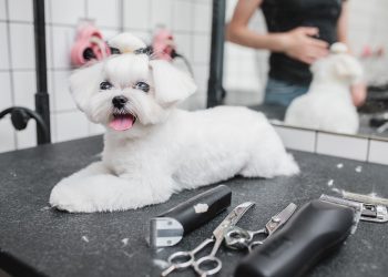 How Often Do Poodles Need To Be Groomed?