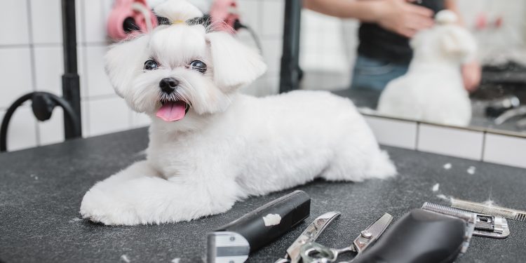 How Often Do Poodles Need To Be Groomed?