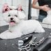 How Often Do Poodles Need To Be Groomed?