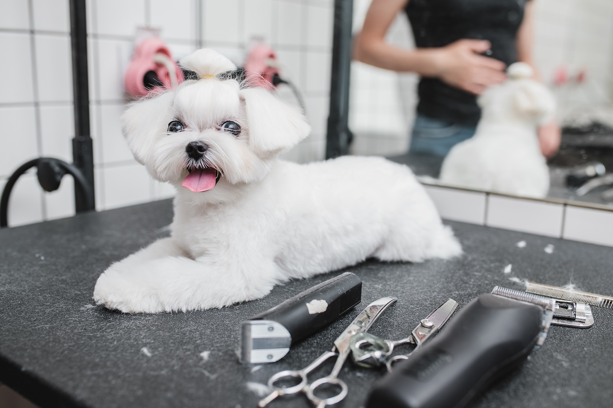 How Often Do Poodles Need To Be Groomed?