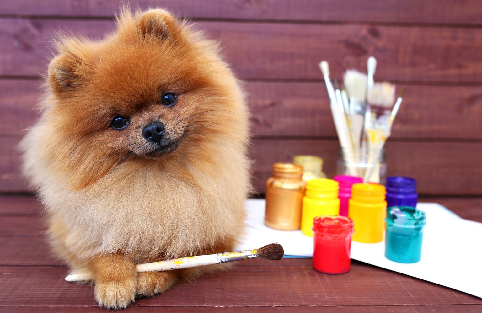 How To Get Gloss Off Dog？ YoyiPet