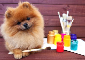 How To Get Gloss Off Dog?