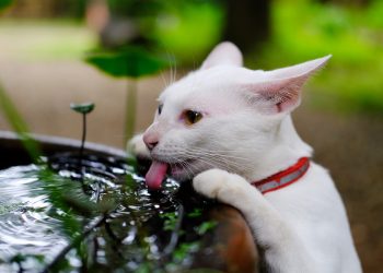 Why is my cat drinking so much water?
