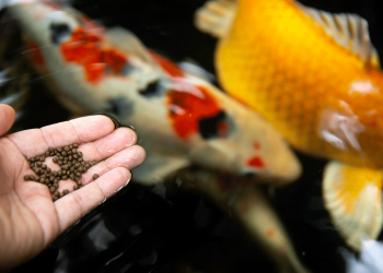 What do fish eat?
