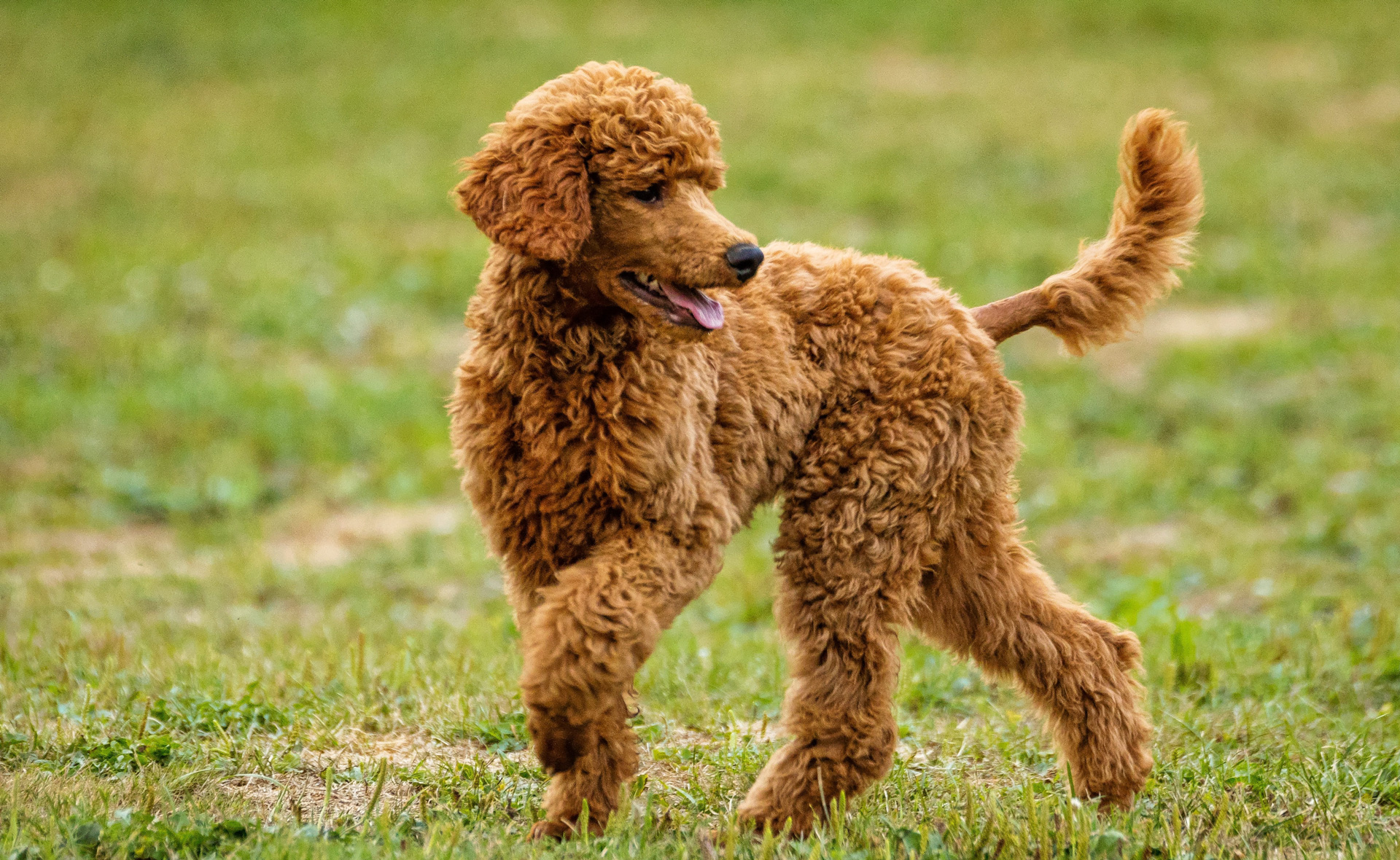 The 10 Best Poodle Mixes for Seniors