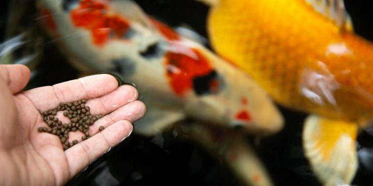 What do fish eat?