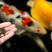 What do fish eat?