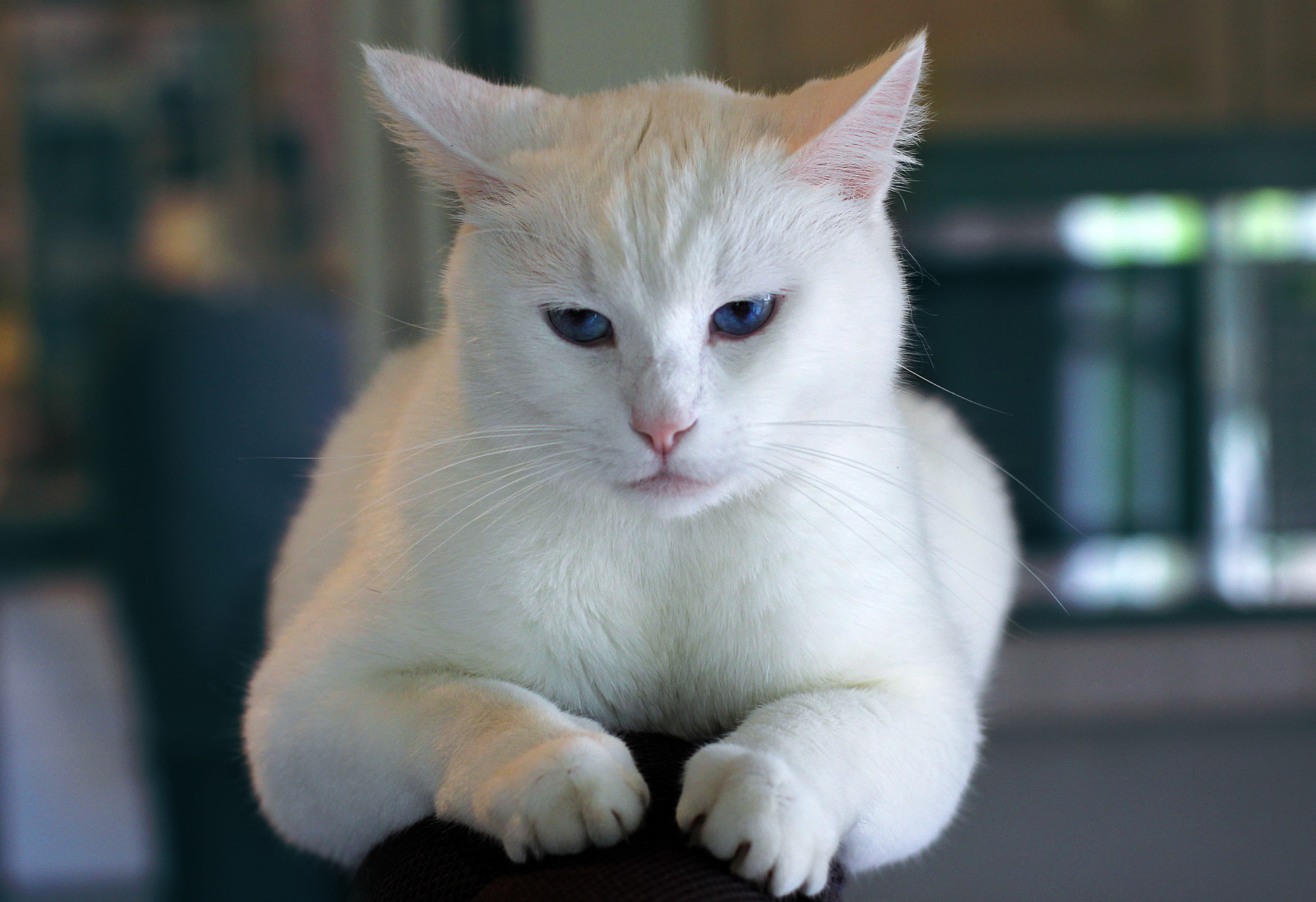 How Rare Are Fully White Cats?