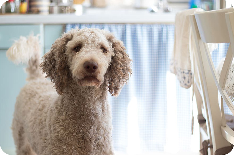 The 10 Best Poodle Mixes For Seniors YoyiPet