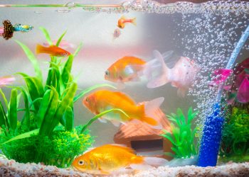 How to cycle a fish tank?