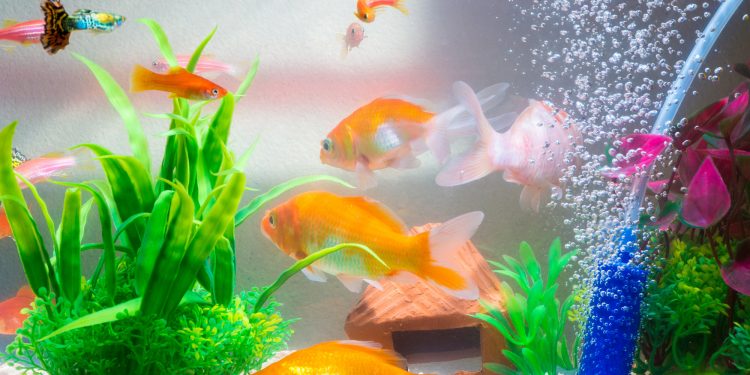 How to cycle a fish tank?