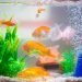 How to cycle a fish tank?
