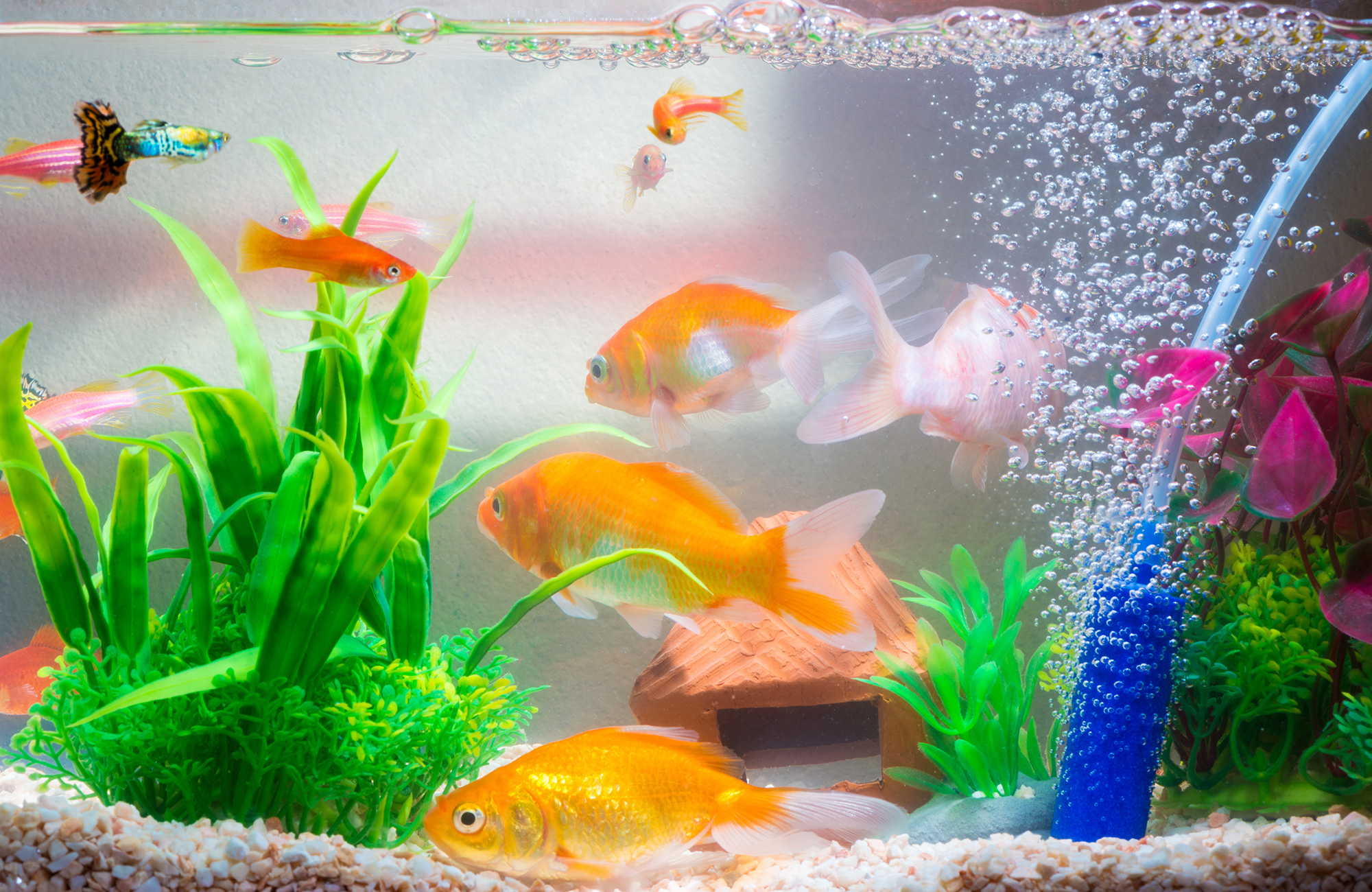 How to cycle a fish tank?