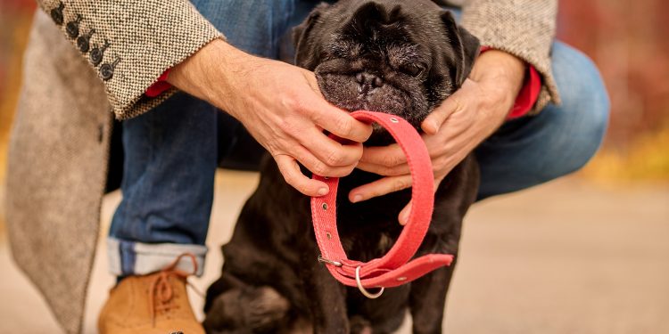 5 On-Demand Type of Dog Collars from Amazon