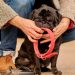5 On-Demand Type of Dog Collars from Amazon