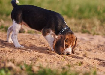Why won't my dog poop outside？