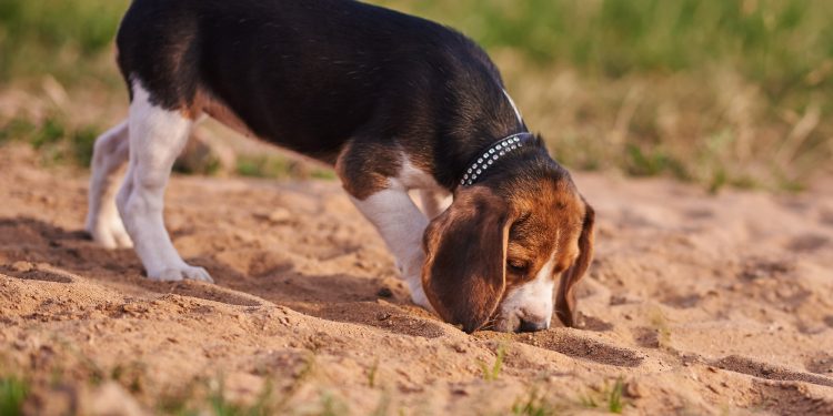 Why won't my dog poop outside?