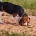 Why won't my dog poop outside?