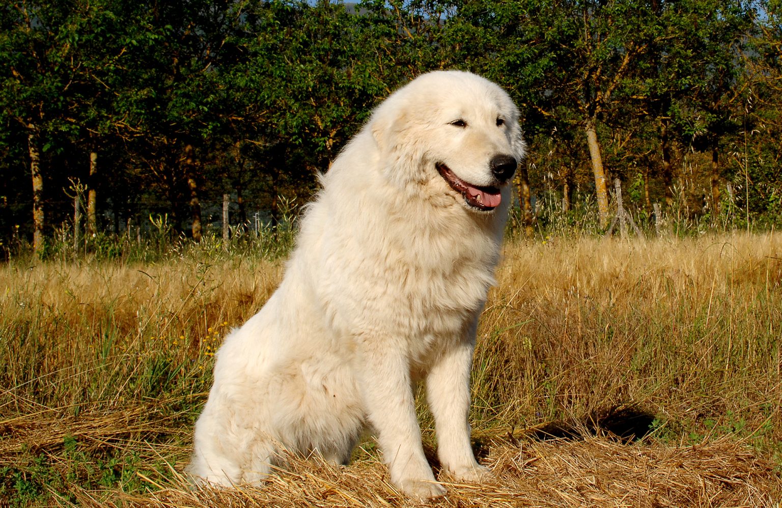 Maremma Dogs Vs Great Pyrenees YoyiPet