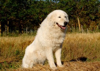 Maremma Dogs Vs Great Pyrenees